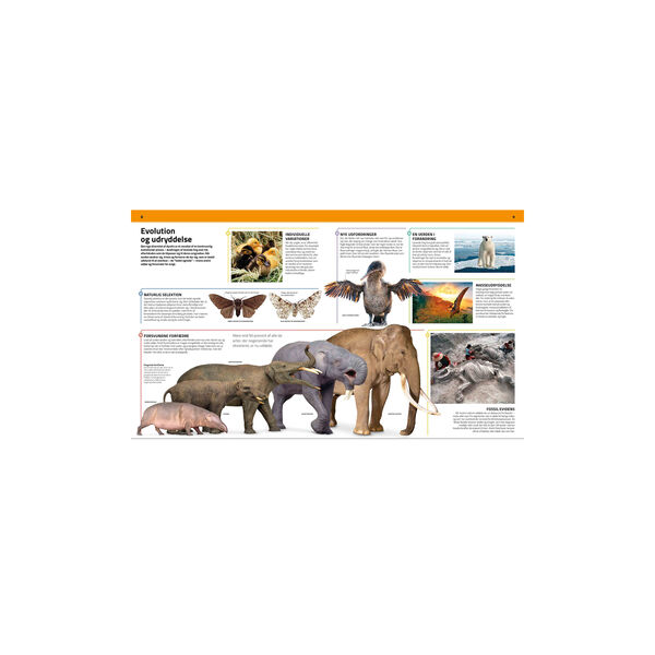 Familiens store bog om dyreriget Familiens store bog om dyreriget, Forlaget Globe