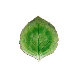 Riviera Plate Hydrangea Leaf, green, Costa Nova