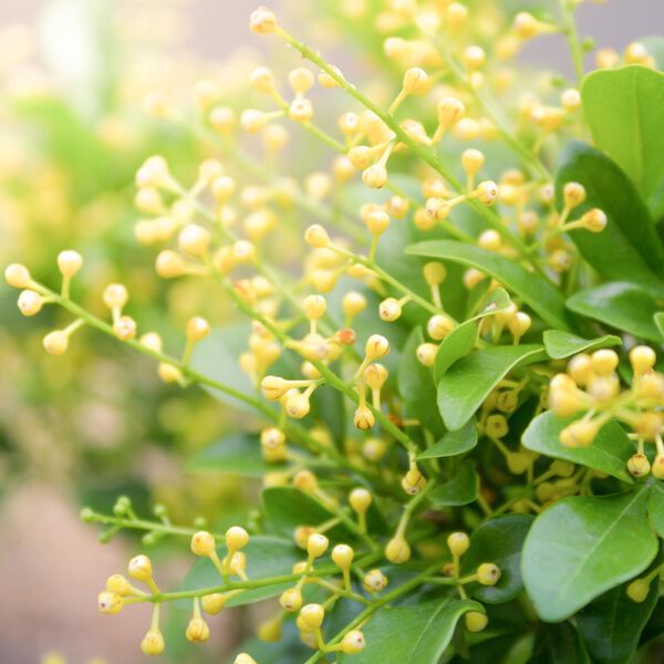 Solid perfume - Aglaia No. 01 Solid perfume - Aglaia No. 01, Single Flowers Perfume