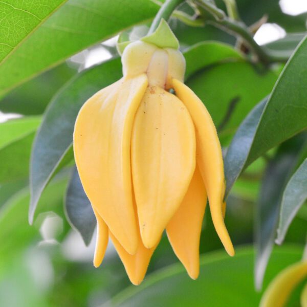 Solid perfume - Ylang ylang No. 41 Solid perfume - Ylang ylang No. 41, Single Flowers Perfume