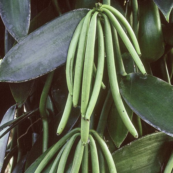 Solid perfume -  Vanilla No. 39, Single Flowers Perfume