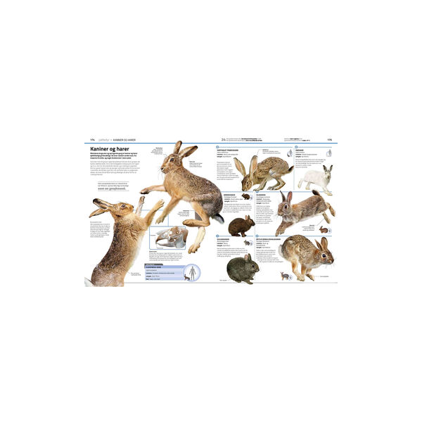 Familiens store bog om dyreriget Familiens store bog om dyreriget, Forlaget Globe